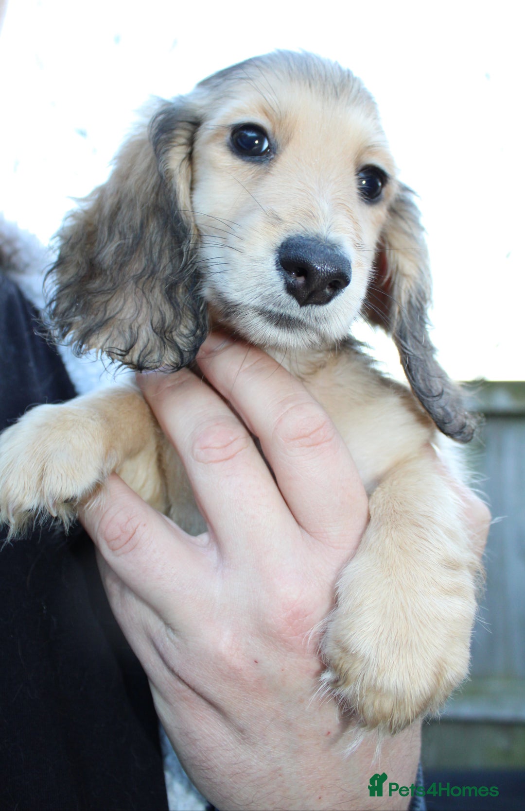 Miniature Dachshund dogs for sale: Long Hair cream  - Advert 4