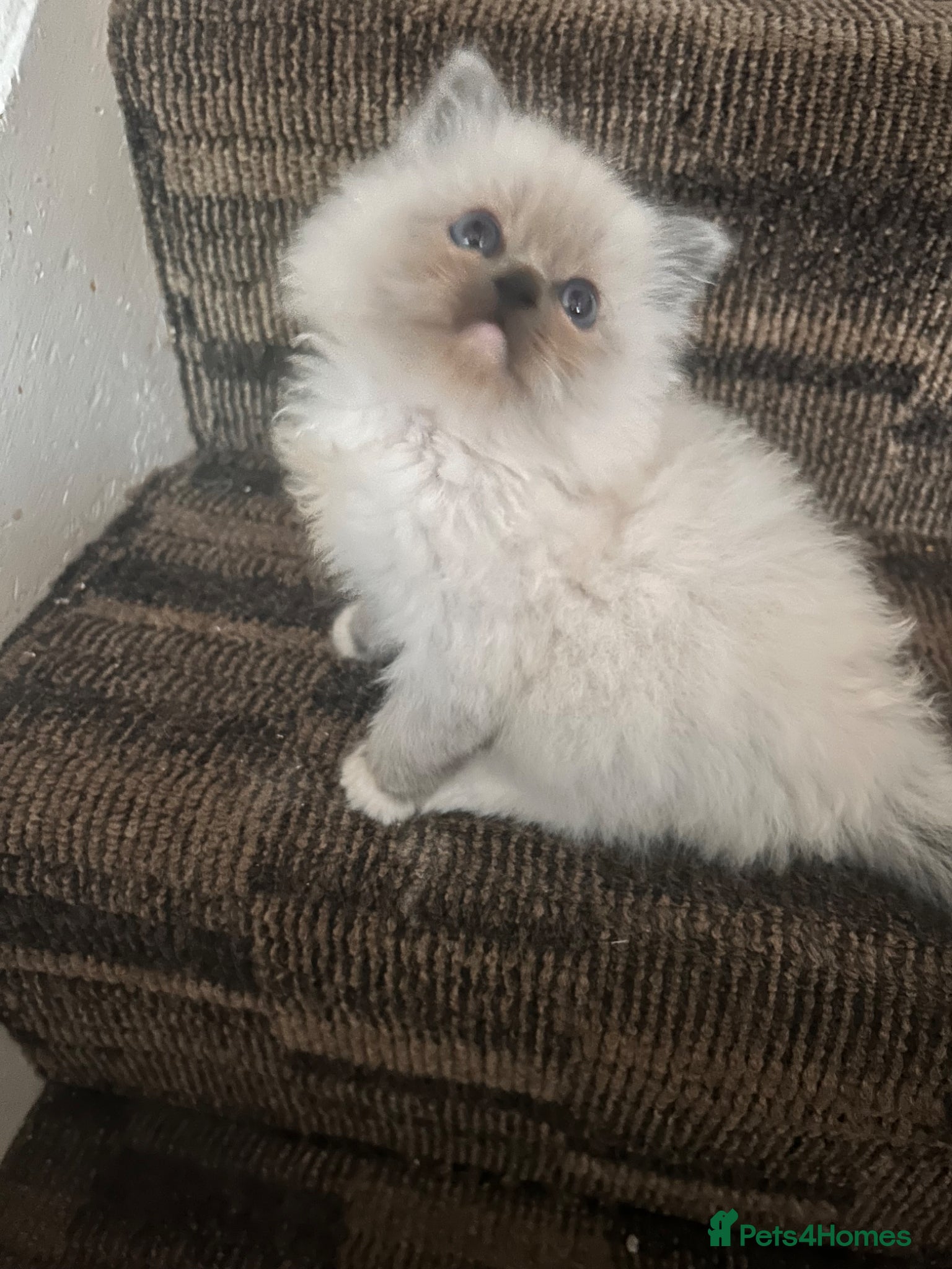 Ragdoll cats Ragdoll kitten (. one available)😻 - Advert 2