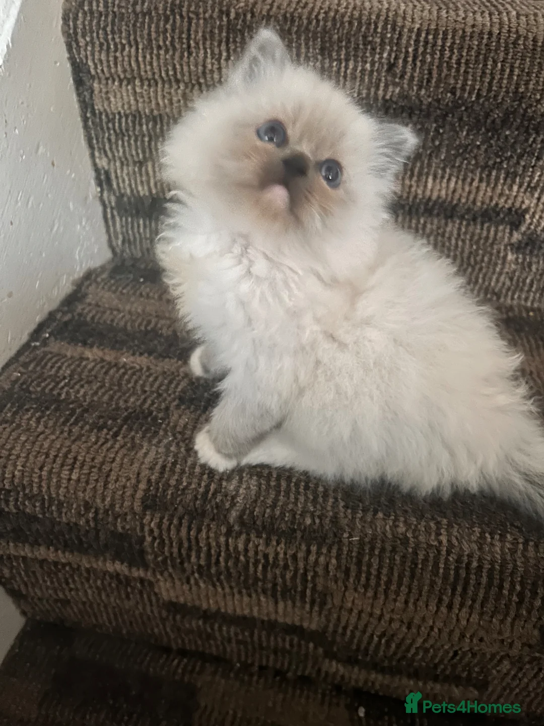 Ragdoll cats for sale: Ragdoll kitten (. one available)😻 - Advert 1
