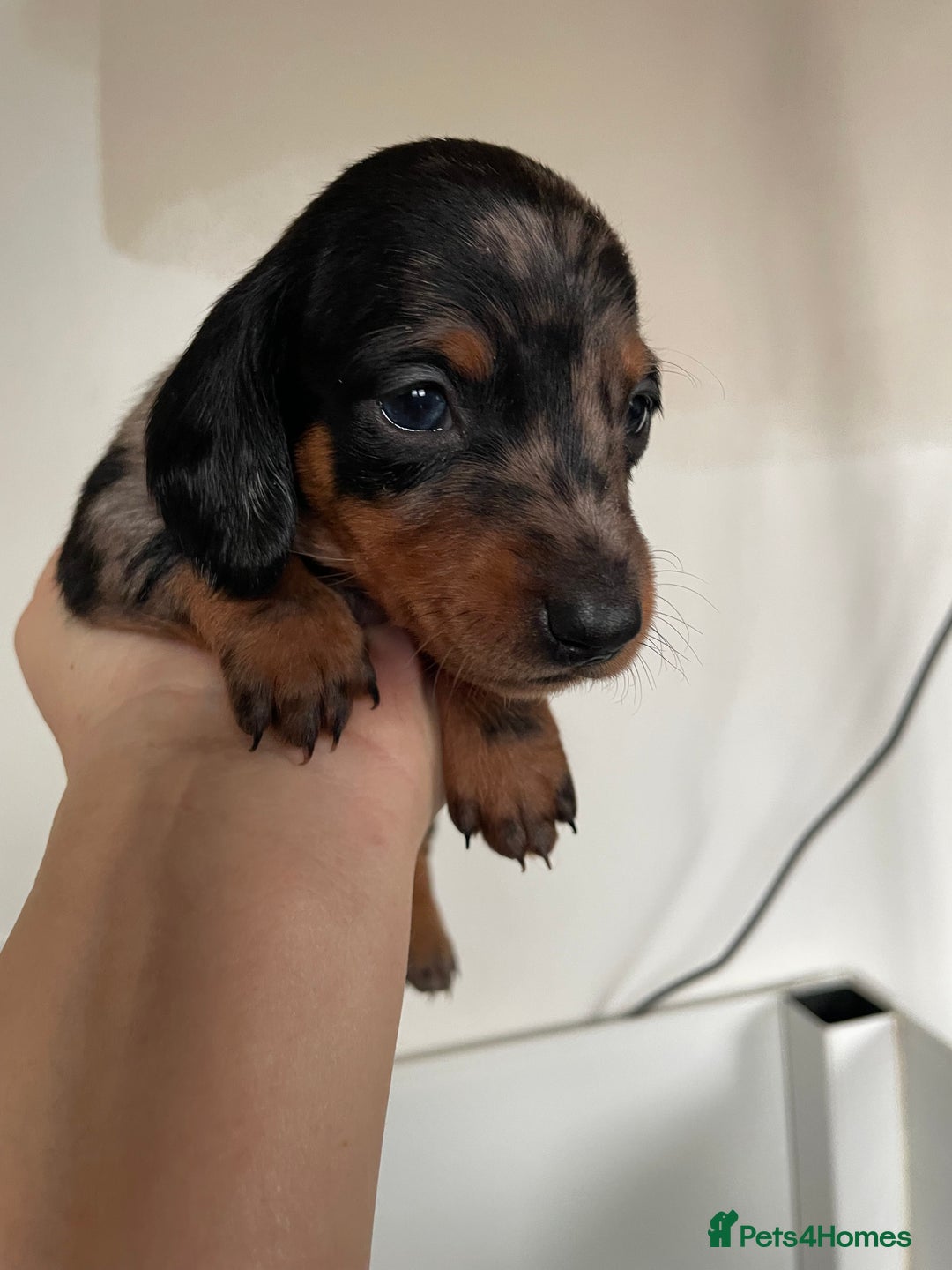 Dachshund dogs for sale: Beautiful Litter Standard Smooth Dachshunds - Advert 2