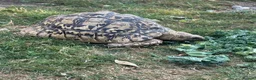 Tortoise reptiles for sale: Jeffrey and Dahma - Advert 2