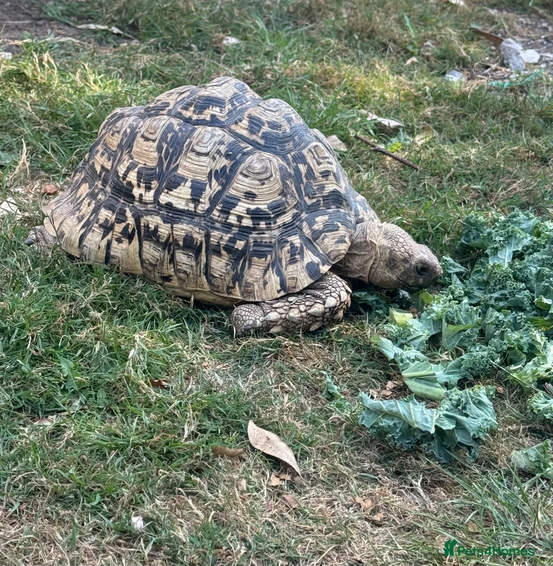 Tortoise reptiles for sale: Jeffrey and Dahma - Advert 2