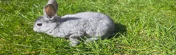 Rex rabbits for sale: Various mini rexes for sale - Advert 3