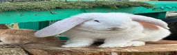 Continental Giant rabbits for sale: Giant conti with giant french lop - Advert 26