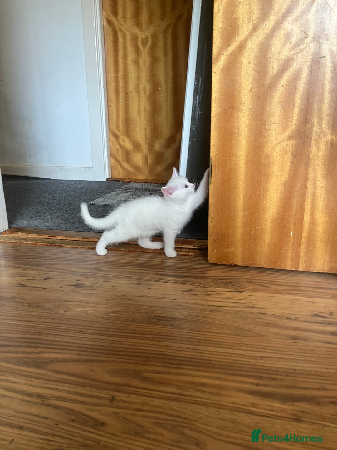 Scottish Fold cats for sale: Scottish fold & Khao Manee mix sisters - Image 6