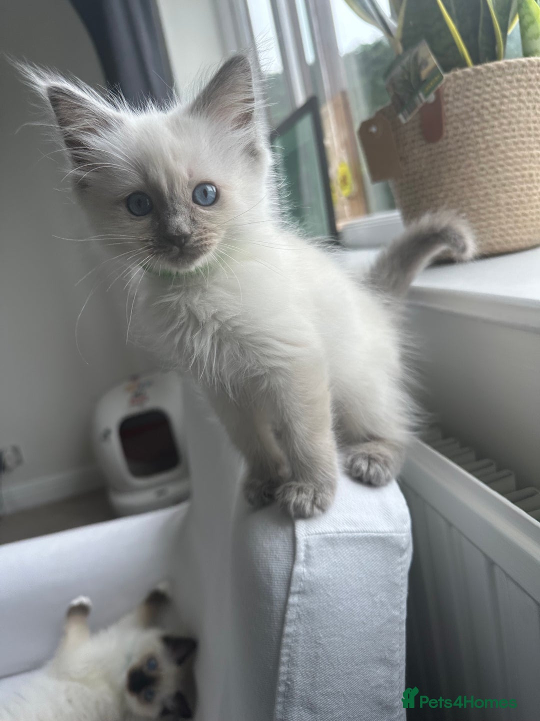 Ragdoll cats for sale: GCCF Registered Ragdoll Kittens Available! 🐾 in Taunton - Image 33