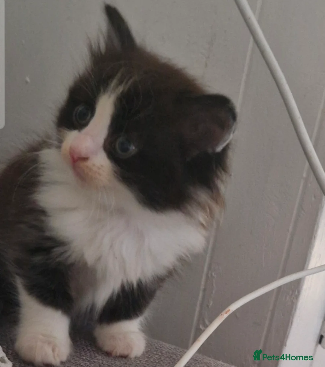 Mixed Breed cats for sale: Beautiful Long haired fluffy kittens - Advert 21
