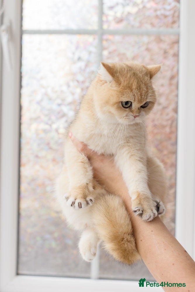 British Shorthair cats Beautiful British Shorthair Golden Female (ny11) - Advert 2