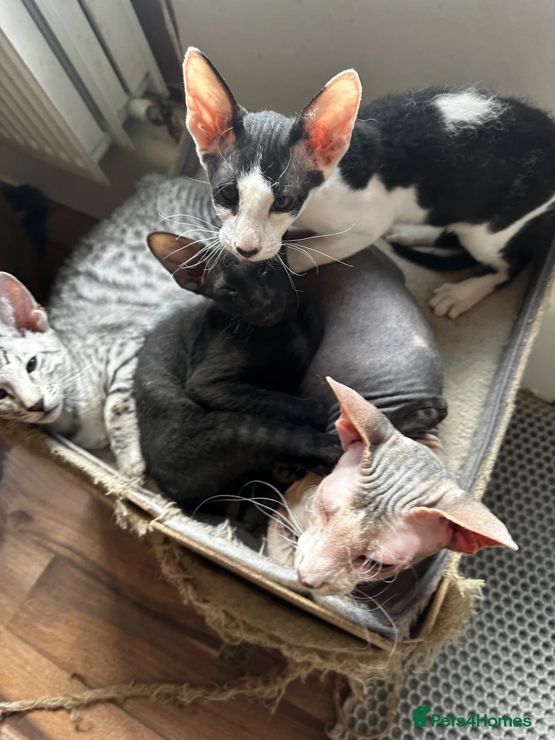 Mixed Breed cats for sale: CROSSED PETERBALD ✅✅✅ - Advert 1