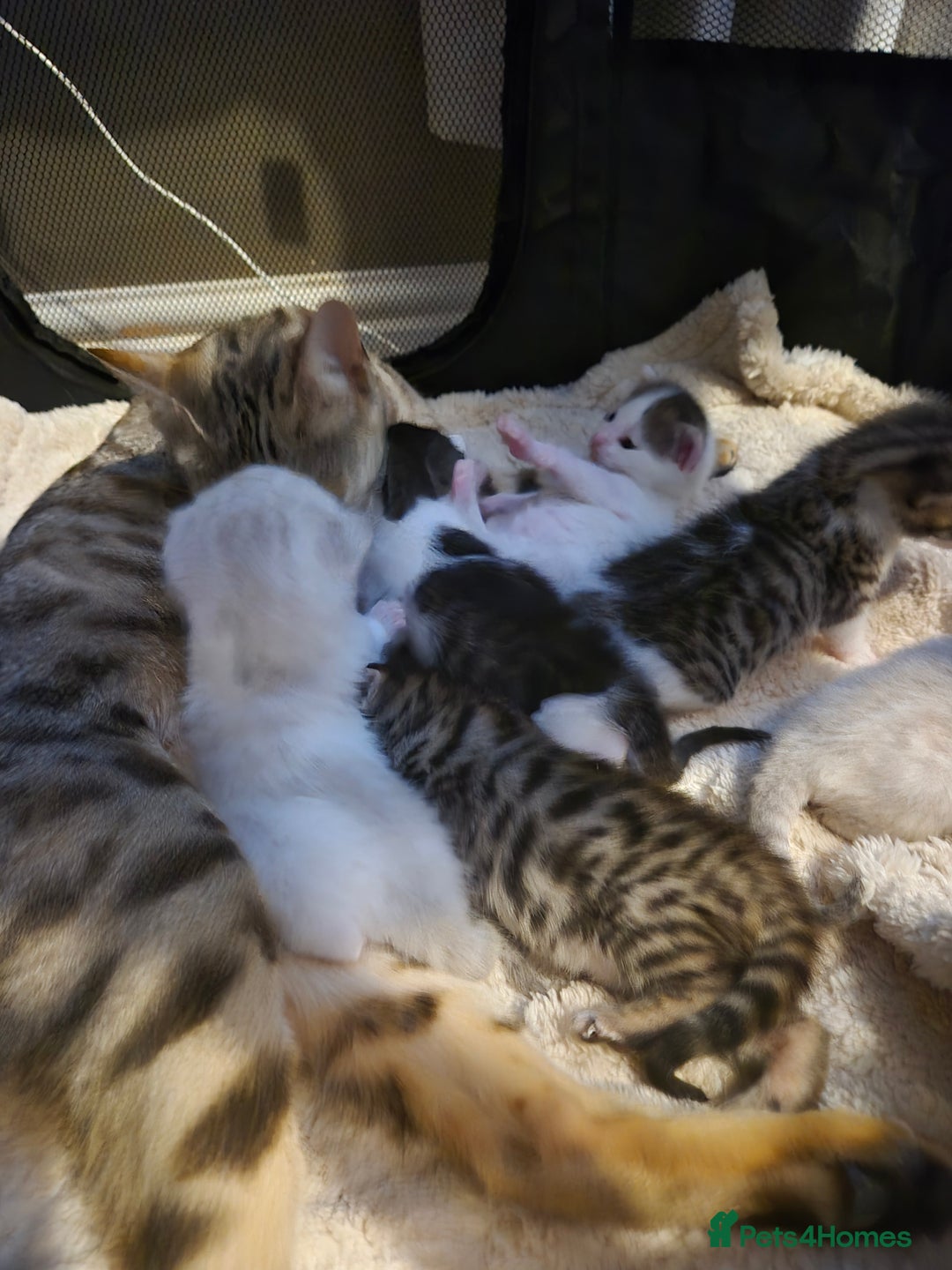 Bengal cats for sale: Bengal x kittens - Image 9