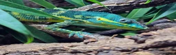 Anole reptiles for sale: Ready to breed pair of blue beauty anoles in Richmond - Advert 1