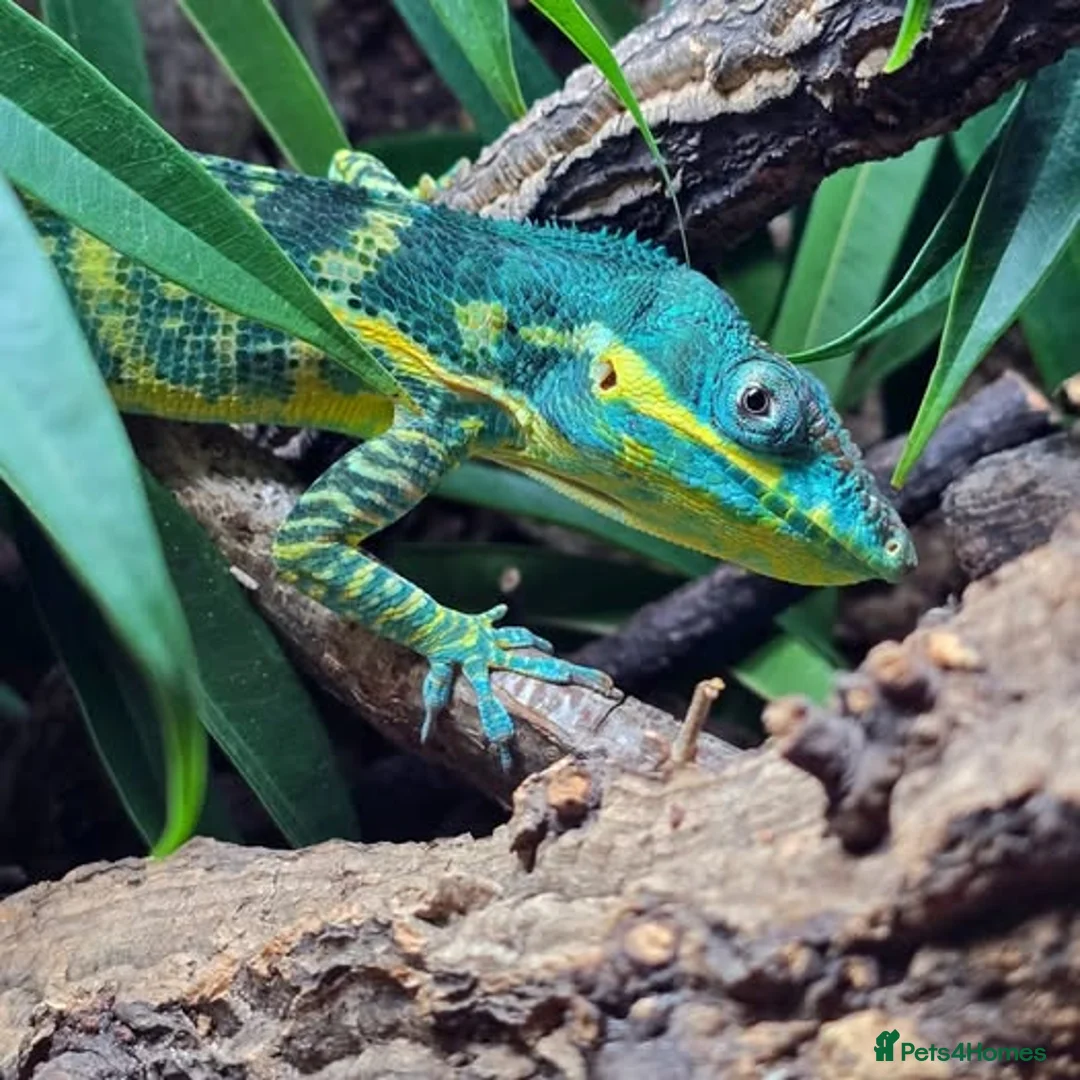 Anole reptiles for sale: Ready to breed pair of blue beauty anoles in Richmond - Advert 1