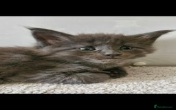 Maine Coon cats for sale: Adorable maincoon kittens 😸 looking for new home  - Image 5