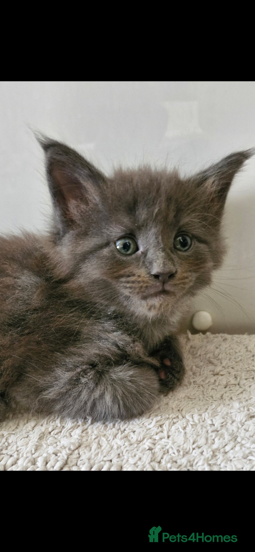 Maine Coon cats for sale: Adorable maincoon kittens 😸 looking for new home  - Image 5