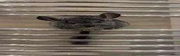 Chinchilla rodents for sale: two adorable chinchilla brothers  - Advert 4