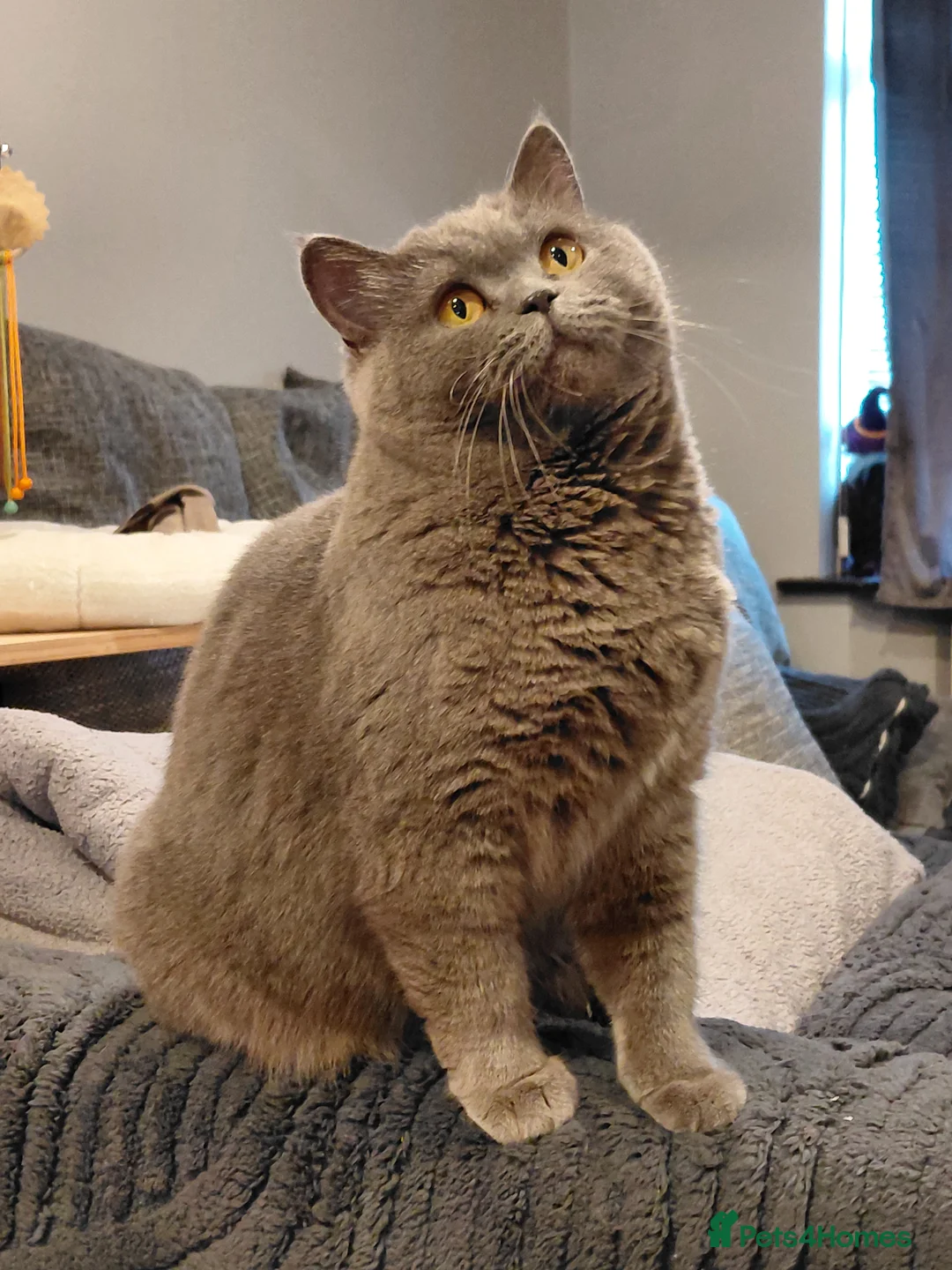 Gallery Image {{count}}