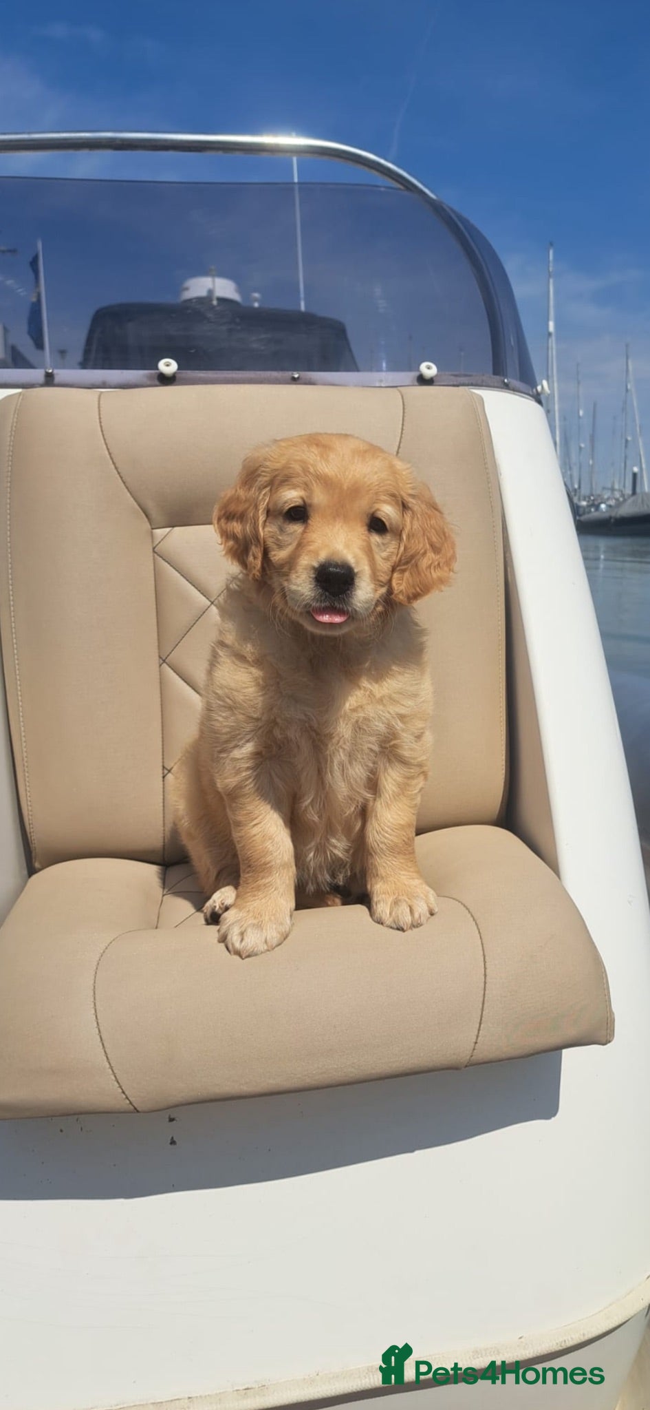 Golden Retriever dogs 5 exceptional golden retrievers  - Advert 1