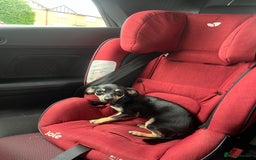 Dachshund dogs for sale: Adult chewinee girl - Image 2