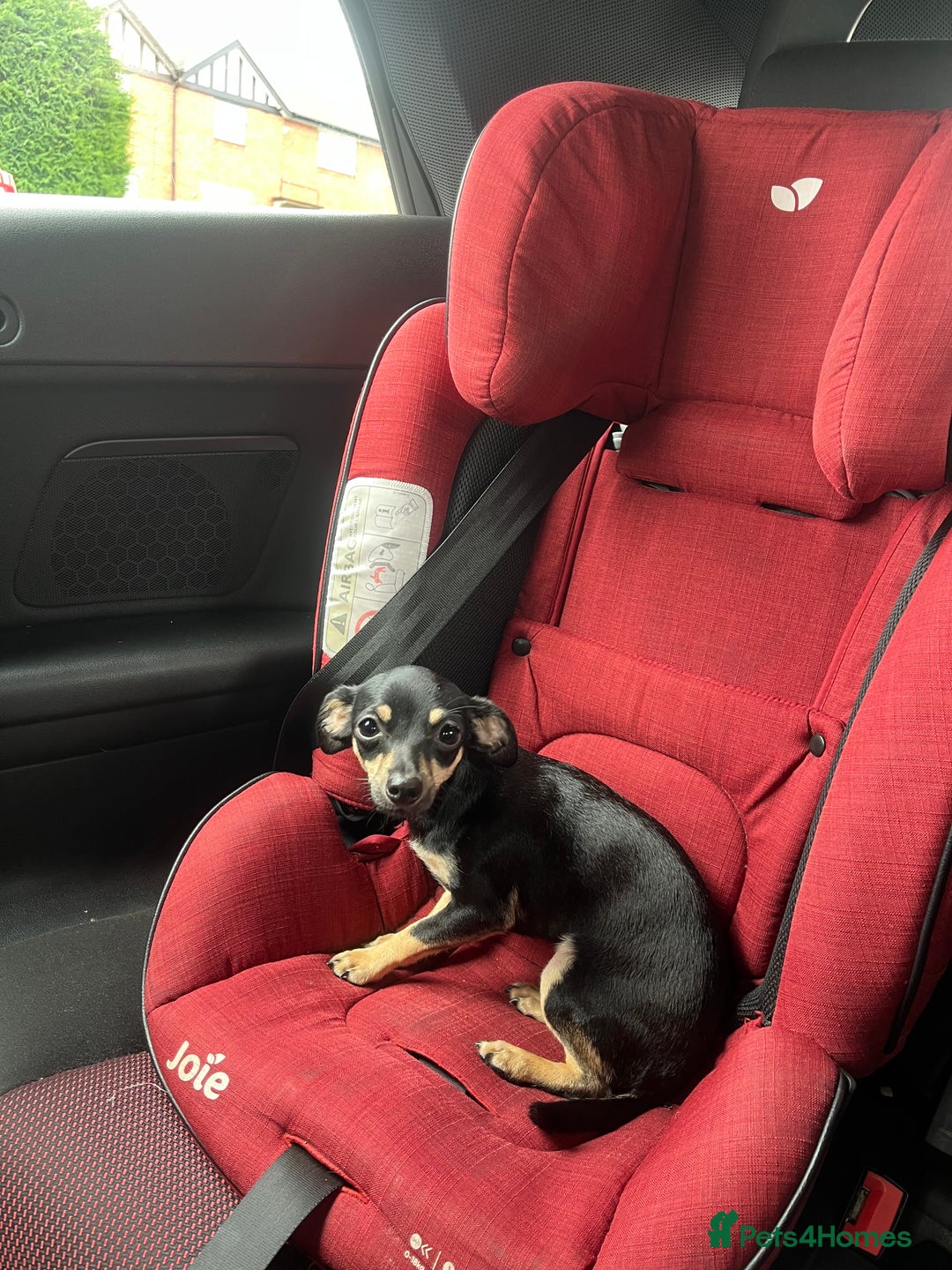 Dachshund dogs for sale: Adult chewinee girl - Image 2