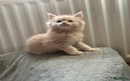 Maine Coon cats for sale: Maine Coon kittens  - Image 1