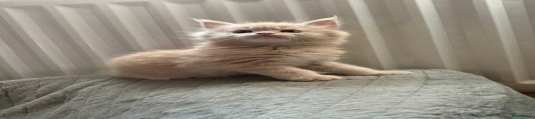 Maine Coon Kitten 2
