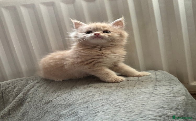 Maine Coon cats - Advert 1