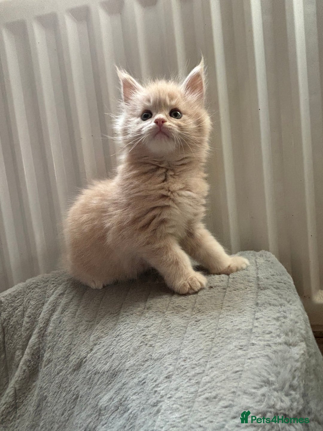 Maine Coon cats for sale: Maine Coon kittens  - Image 1