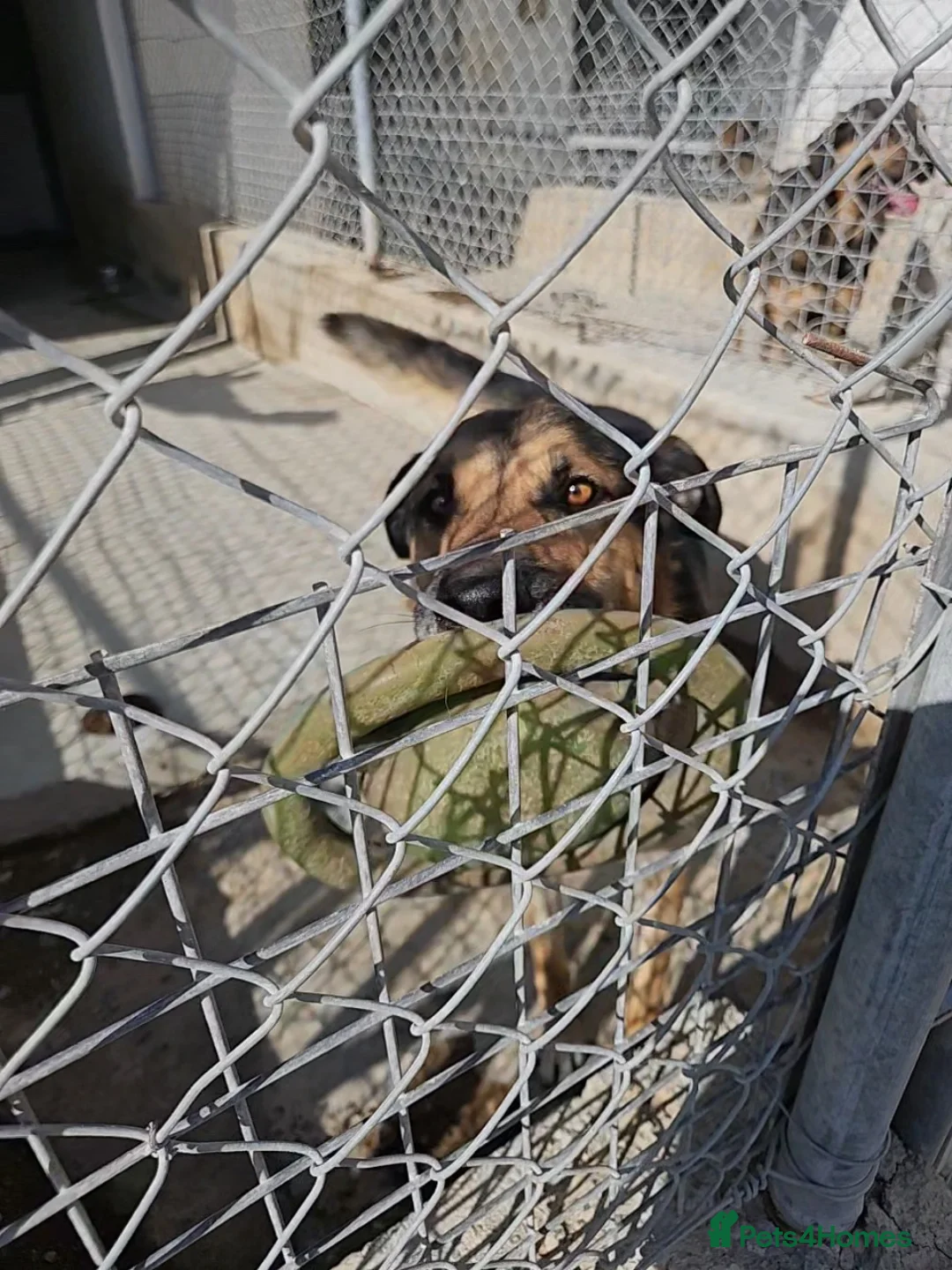 German Shepherd dogs for adoption: Bruno needs a foster or forever home - Advert 8