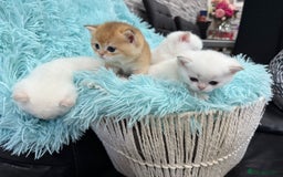 British Shorthair cats for sale: British Shorthair Kitten Golden Tipped Colourpoint - Image 1