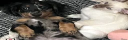 Miniature Dachshund dogs for sale: KC Long Hair Mini Dachshunds  - Advert 1