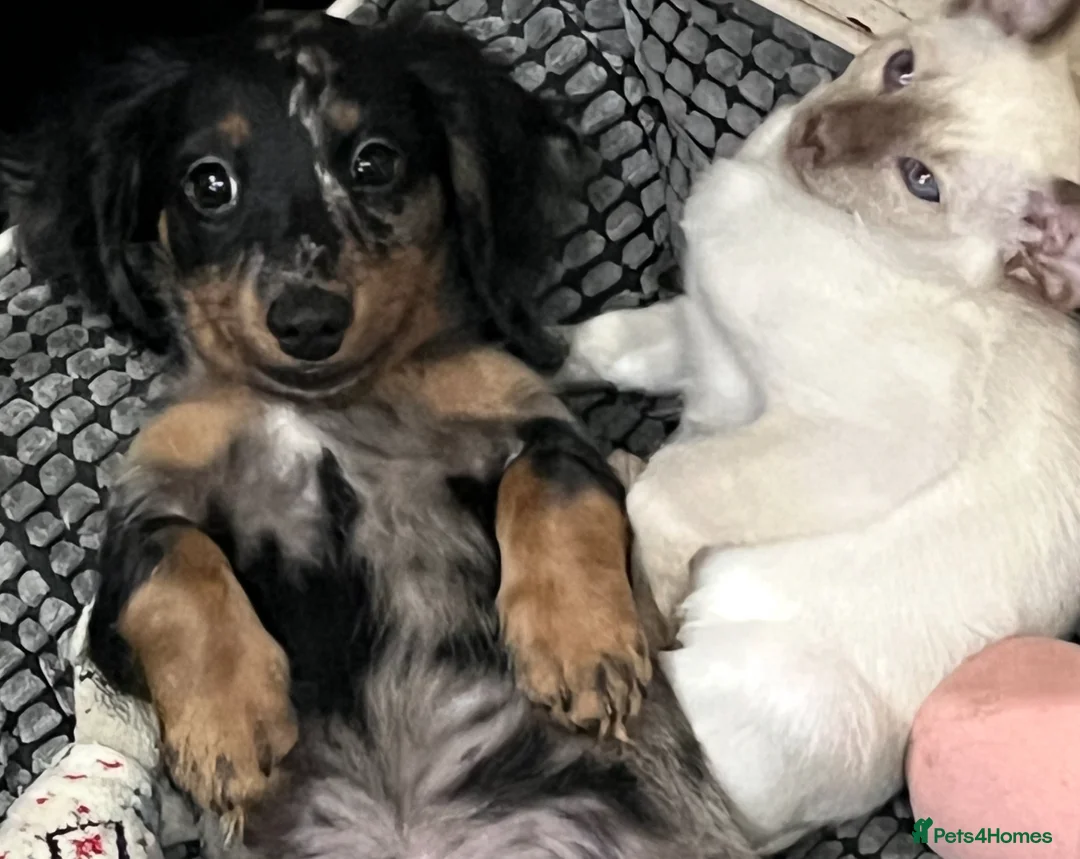 Miniature Dachshund dogs for sale: KC Long Hair Mini Dachshunds  - Advert 1