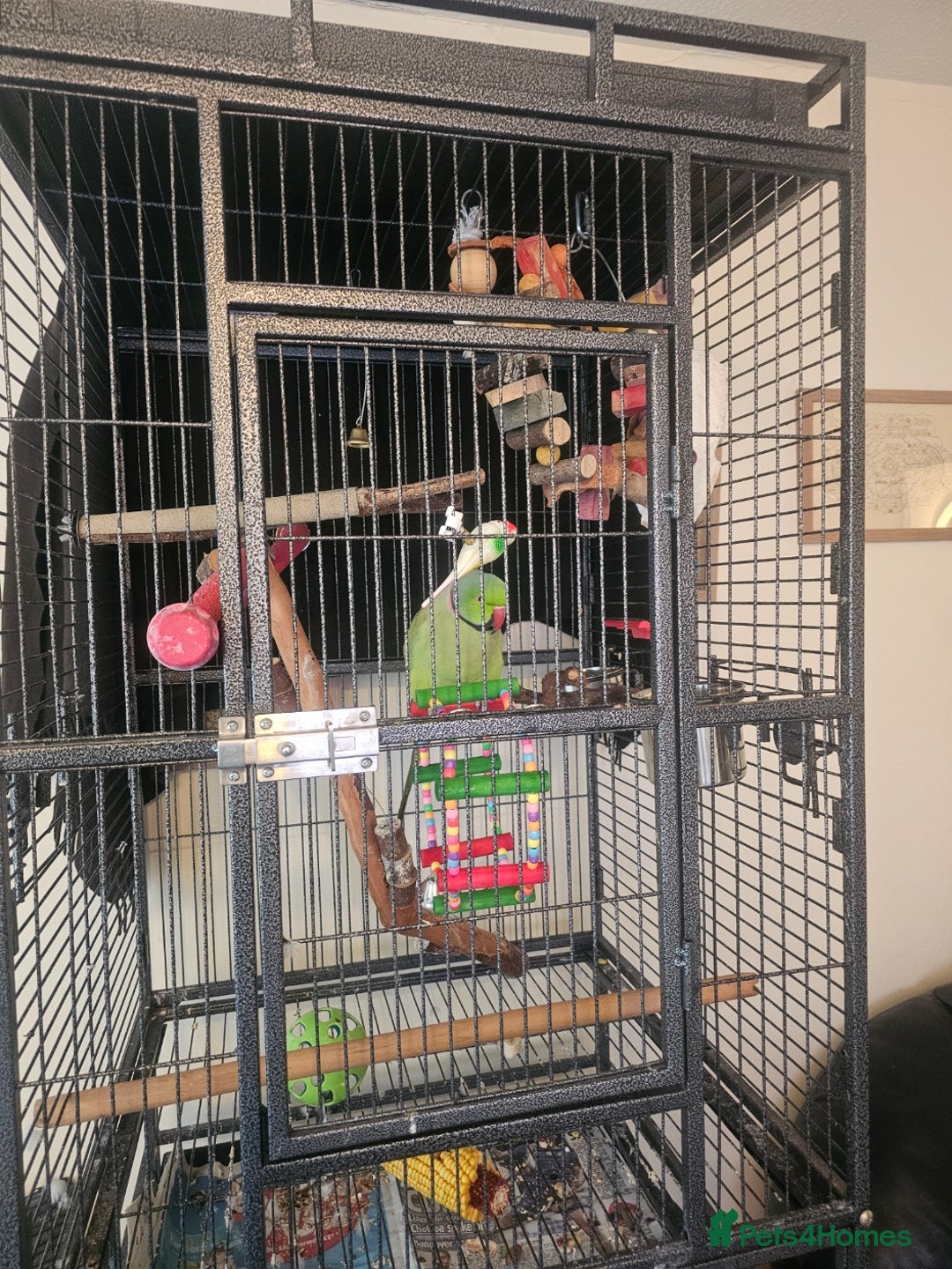 Ringnecks birds for sale: This is George! - Advert 1