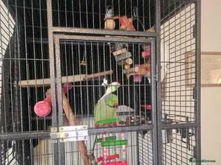 Ringnecks birds This is George! - Advert 5