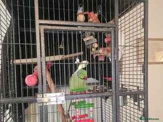 Ringnecks birds This is George! - Advert 8