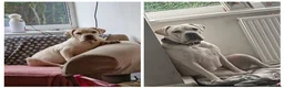 Cane Corso dogs for sale: Bessie - Advert 3