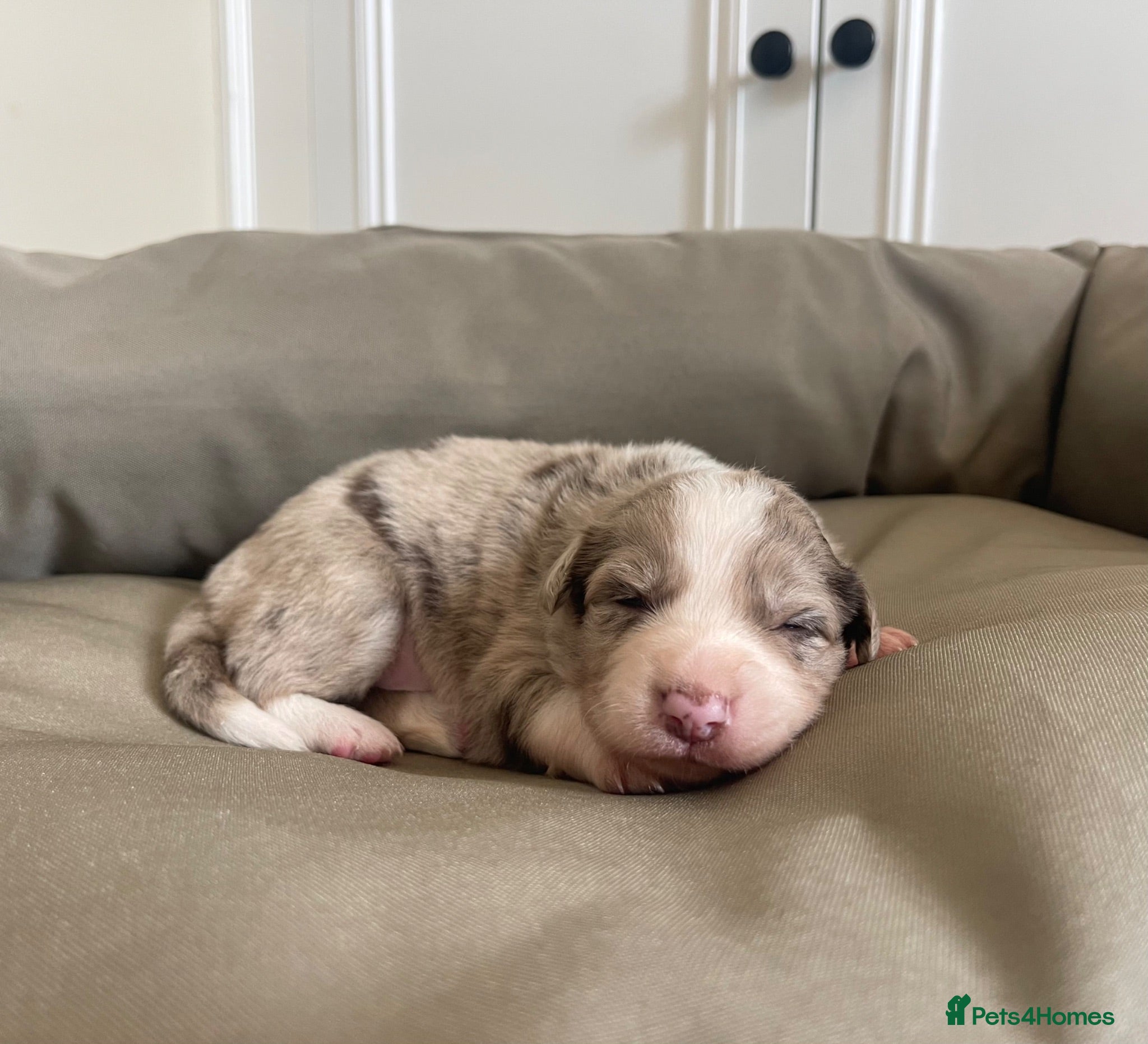 Border Collie dogs 🐾1 LEFT! OUTSTANDING *UNIQUE* BORDER COLLIES🐾 - Advert 2