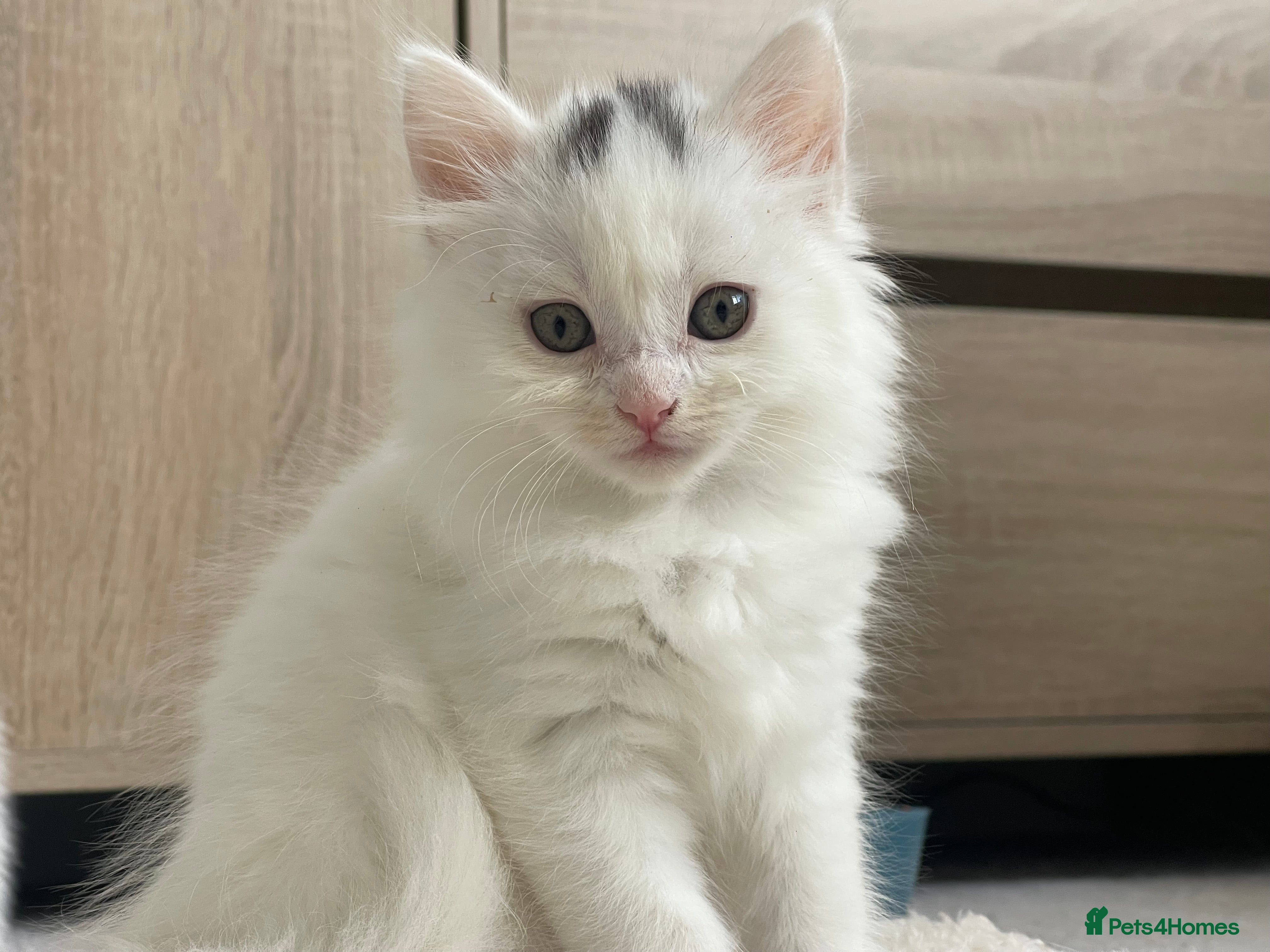 British Longhair cats Adorable British-longhair Female Kitten for sale - Advert 18