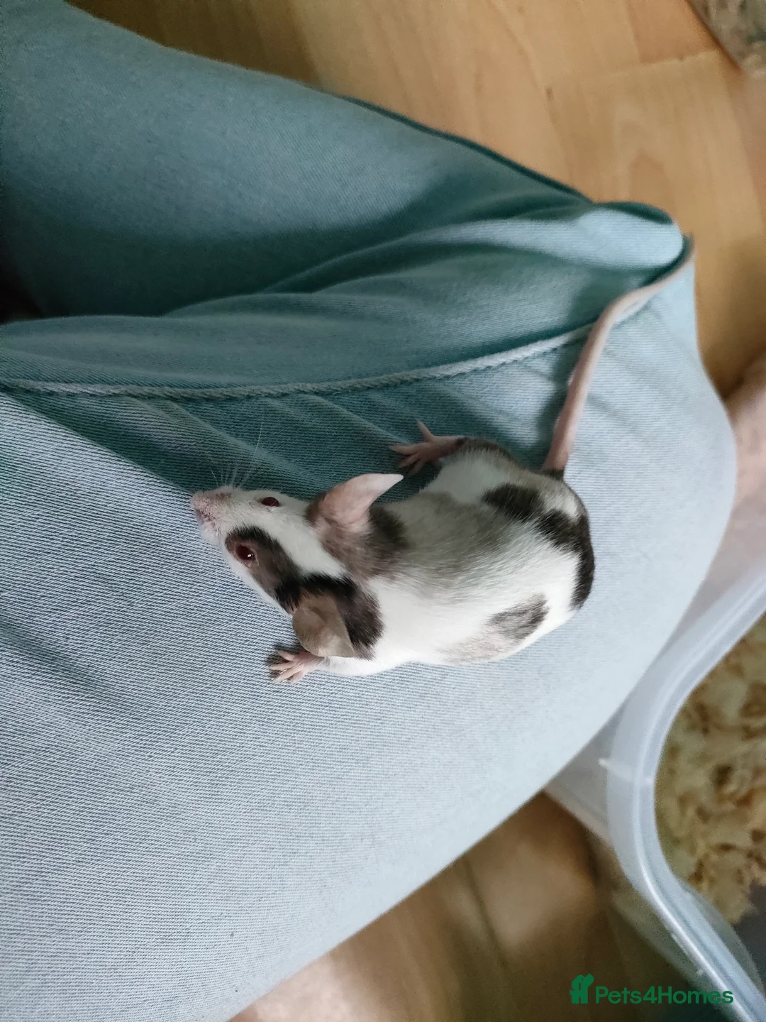Mouse rodents for sale: Fancy mice 1 male left - Advert 7