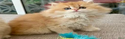 British Longhair cats for sale: Golden Longhair Kittens BY12 in Cardiff - Advert 5