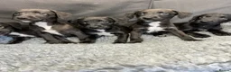 Mixed Breed dogs for sale: BEDDY  WHIPPET PUPS - Advert 33