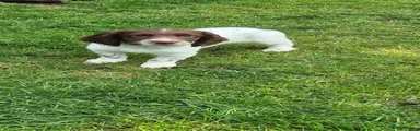 English Springer Spaniel 2