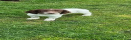 English Springer Spaniel dogs for sale: 2 kc regestered springer pups  - Advert 10