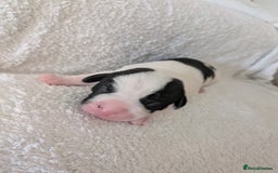 Mixed Breed dogs for sale: Cockerbull puppies  - Image 20