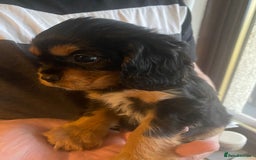 Cavalier King Charles Spaniel dogs for sale: Cavalier King Charles Spaniel Puppies - Image 17