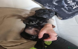 Mixed Breed dogs for sale: Stunning dogue de Bordeaux X cane corso - Image 10