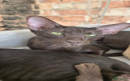 Oriental cats for stud: Gccf Queen with an active register  - Image 2