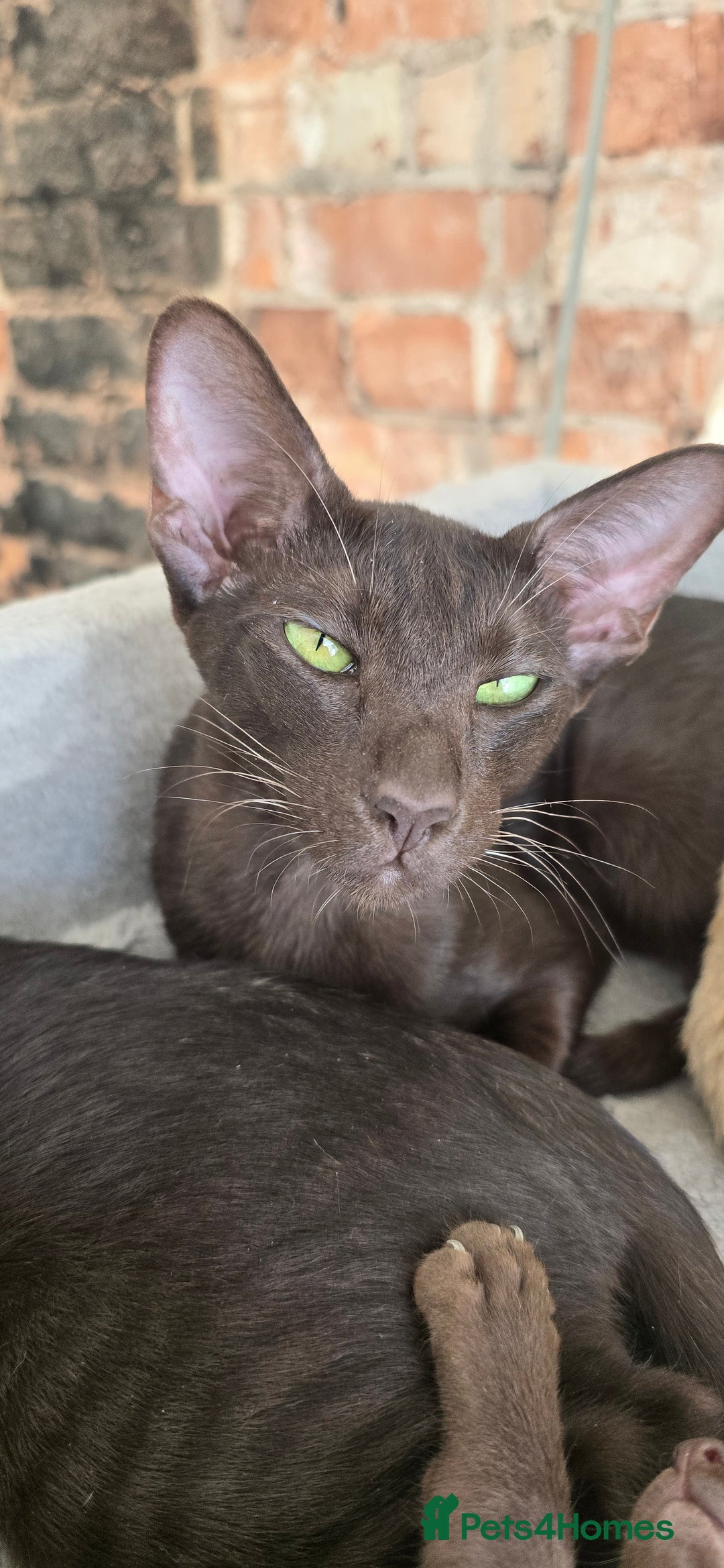 Oriental cats for stud: Gccf Queen with an active register  - Image 2