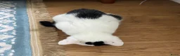 British Shorthair cats for sale: White and Black British Shorthair in London - Advert 4