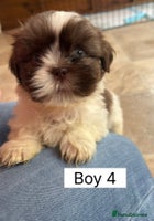 Shih Tzu dogs Two shih tzu boy puppy’s left! - Advert 3