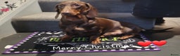 Dachshund dogs for stud: Pedigree standard Dachshund  in Wellington - Advert 4